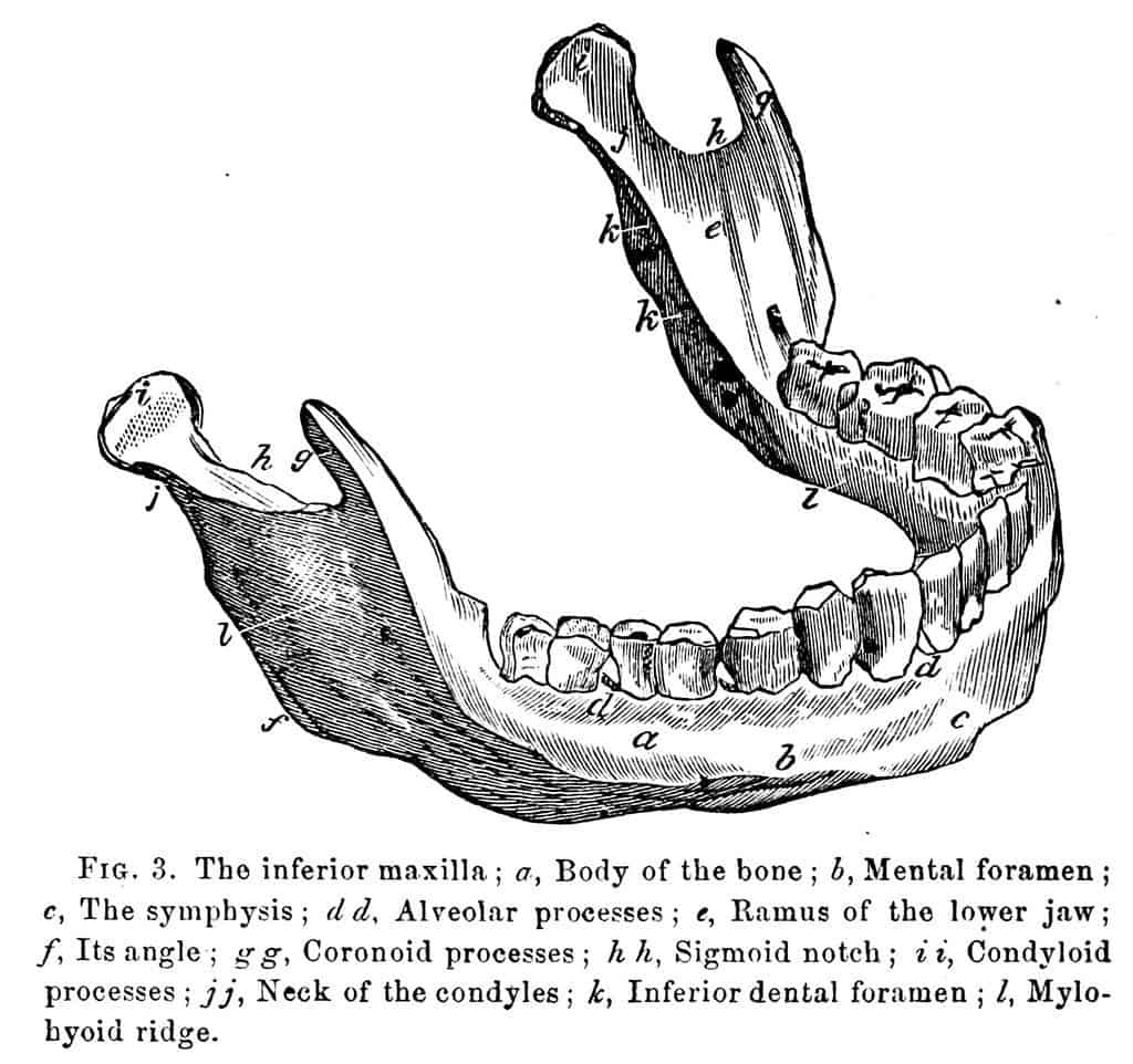 Music in Dentistry Part II: Auditory Bone Conduction