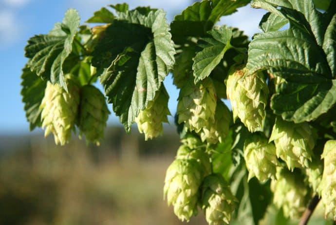 Beer for Better Health